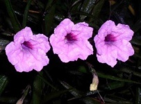 image of mexican_petunia #25