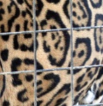 image of jaguar_car