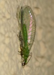 image of lacewing