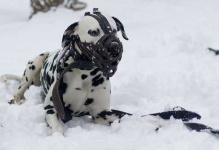 image of muzzle