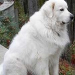image of animal