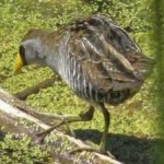 image of bird