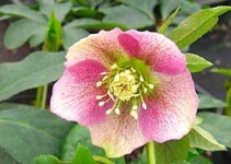 image of flower