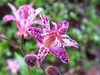 image of flower