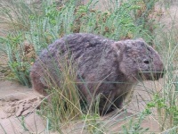 image of wombat #33