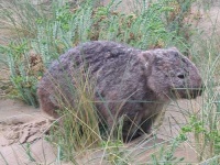 image of wombat