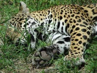 image of jaguar_car