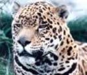 image of jaguar_car