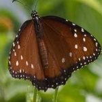 image of animal