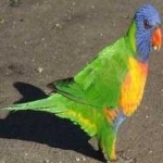 image of rainbow_lorikeet