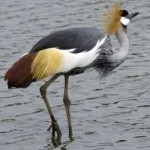 image of bird
