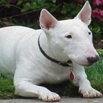 image of animal