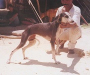 image of saluki