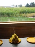 image of corn