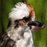 image of bird