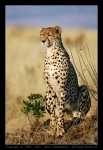 image of cheetah