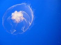 image of animal