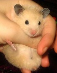 image of hamster