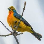image of bird