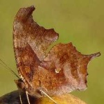 image of animal