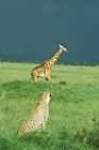 image of cheetah