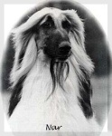 image of afghan_hound #2