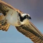 image of bird