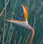 image of flower