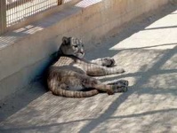 image of cougar