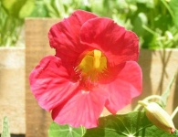 image of flower