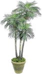 image of palm_tree #27