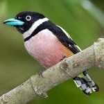 image of bird