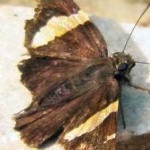 image of animal