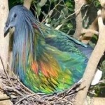 image of bird