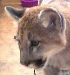 image of cougar_face