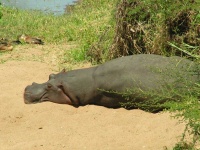 image of hippopotamus