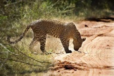 image of jaguar_car