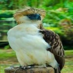 image of bird