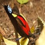 image of bird