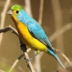 image of bird