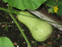 image of butternut_squash