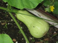 image of butternut_squash #8