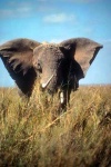 image of african_elephant