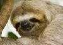 image of three_toed_sloth