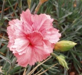 image of flower