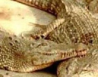image of animal