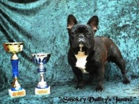 image of french_bulldog #8