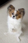 image of papillon