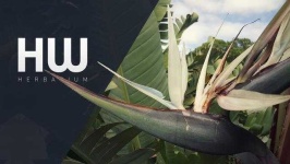 image of house_plant