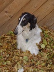 image of borzoi